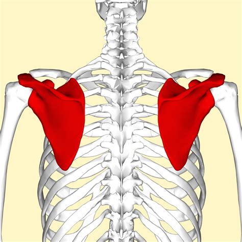 what is a scapular